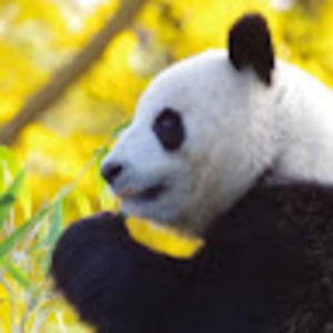 Meet your Posher, I.